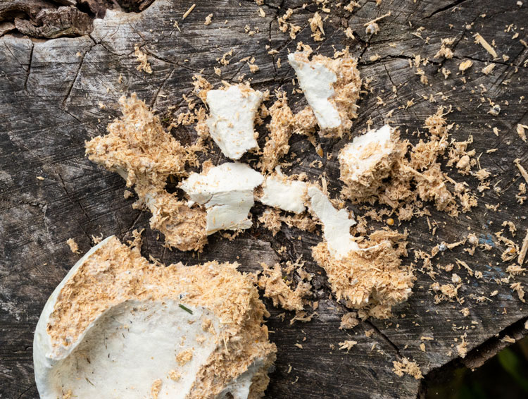 myco-matériau  champignon