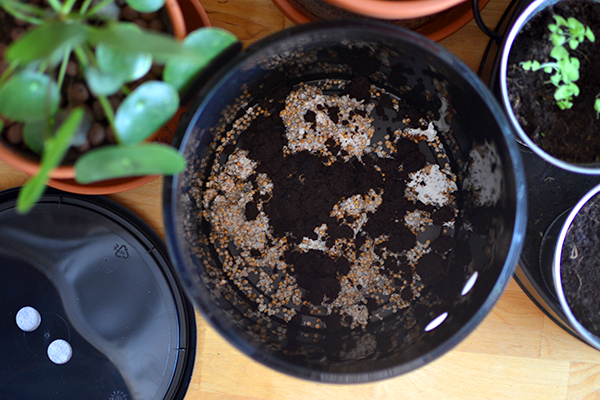 3. Place a small pile of coffee grounds on the bottom of the can.